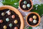 Blossombs Seed Bombs - Mini zestaw upominkowy 