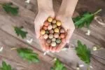 Blossombs Seed Bombs - Mini zestaw upominkowy 