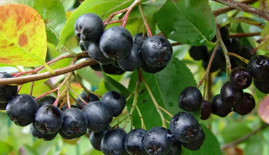 Kiedy aronia może powodować niepożądane skutki zdrowotne?