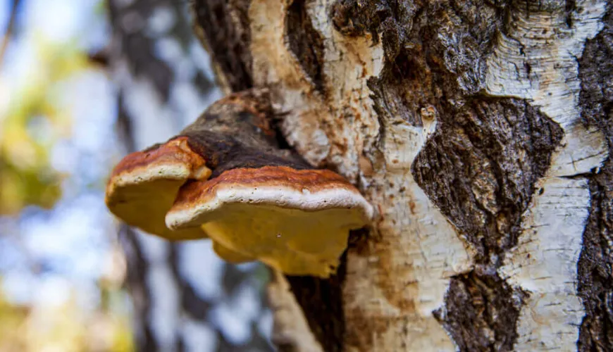 Chaga oferuje naturalną ochronę przed stresem i starzeniem się