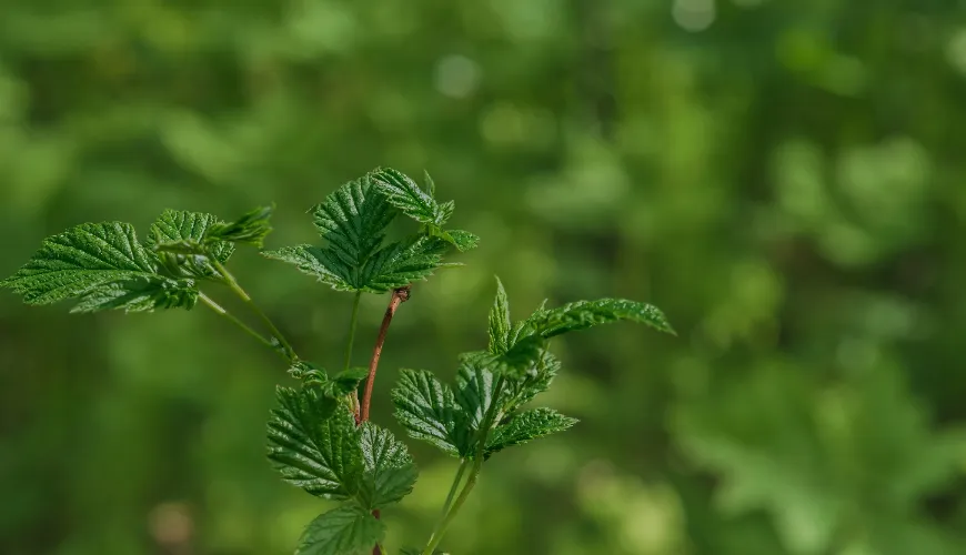 Jak pokrzywa przynosi naturalne zdrowie i piękno