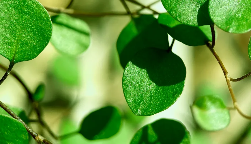 ## Proč byste měli zařadit moringu do svého jídelníčku

Moringa, známá také jako 