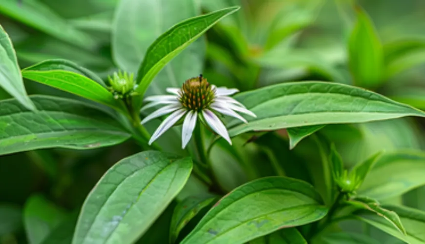 Efekty Andrographis paniculata zasługują na Twoją uwagę