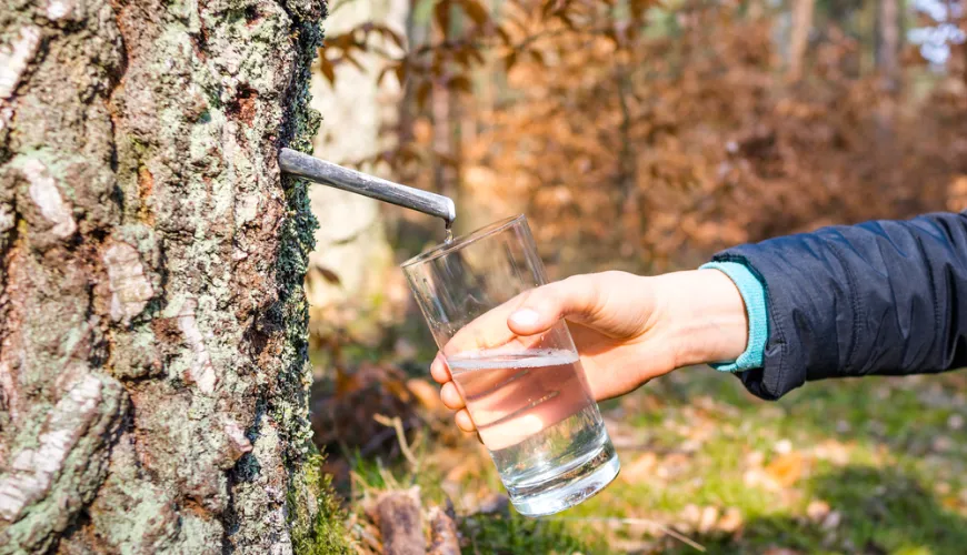 Woda brzozowa - naturalny eliksir pełen zdrowia i witalności